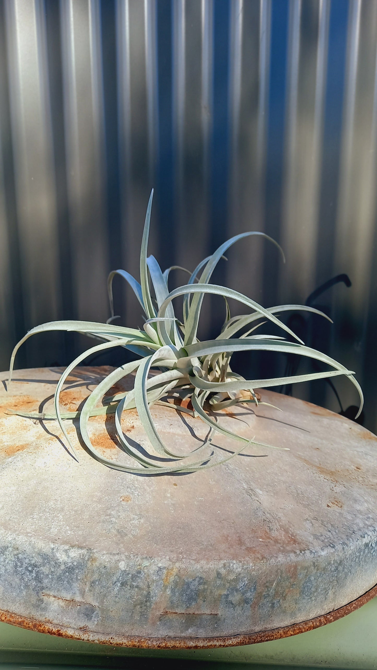 Tilandsia Large