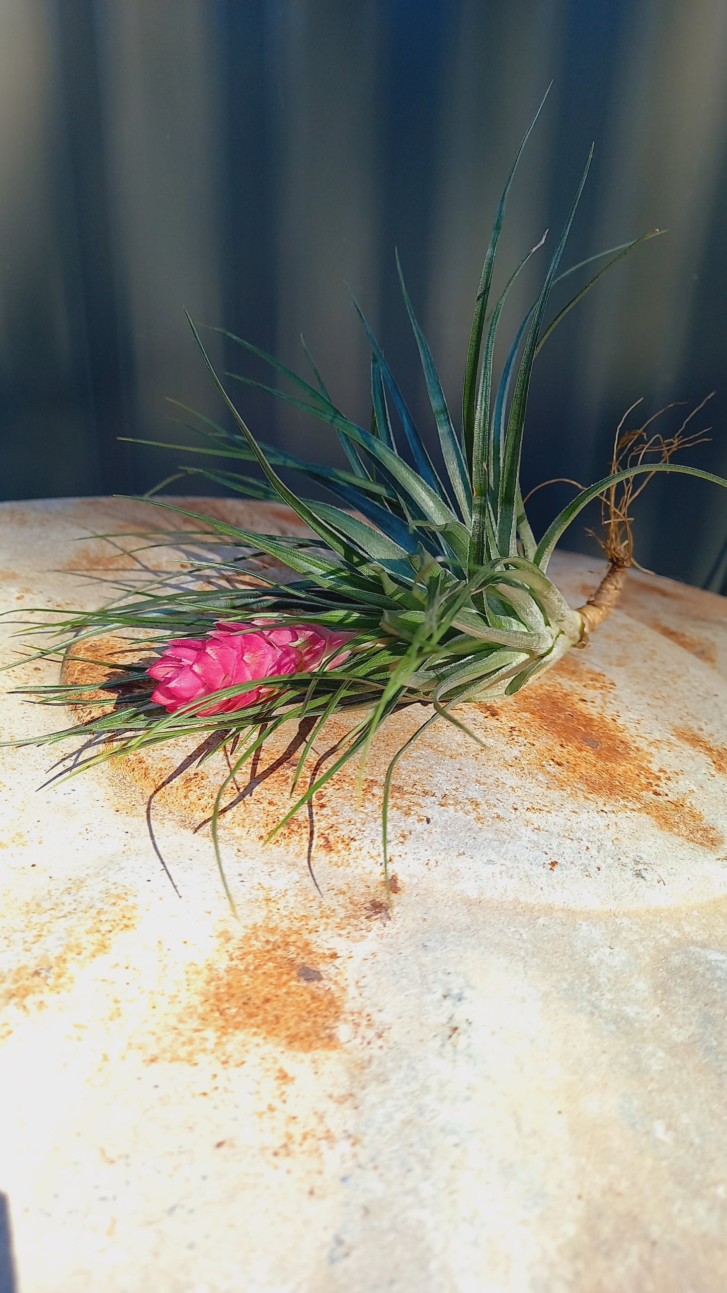 Tillandsia Medium