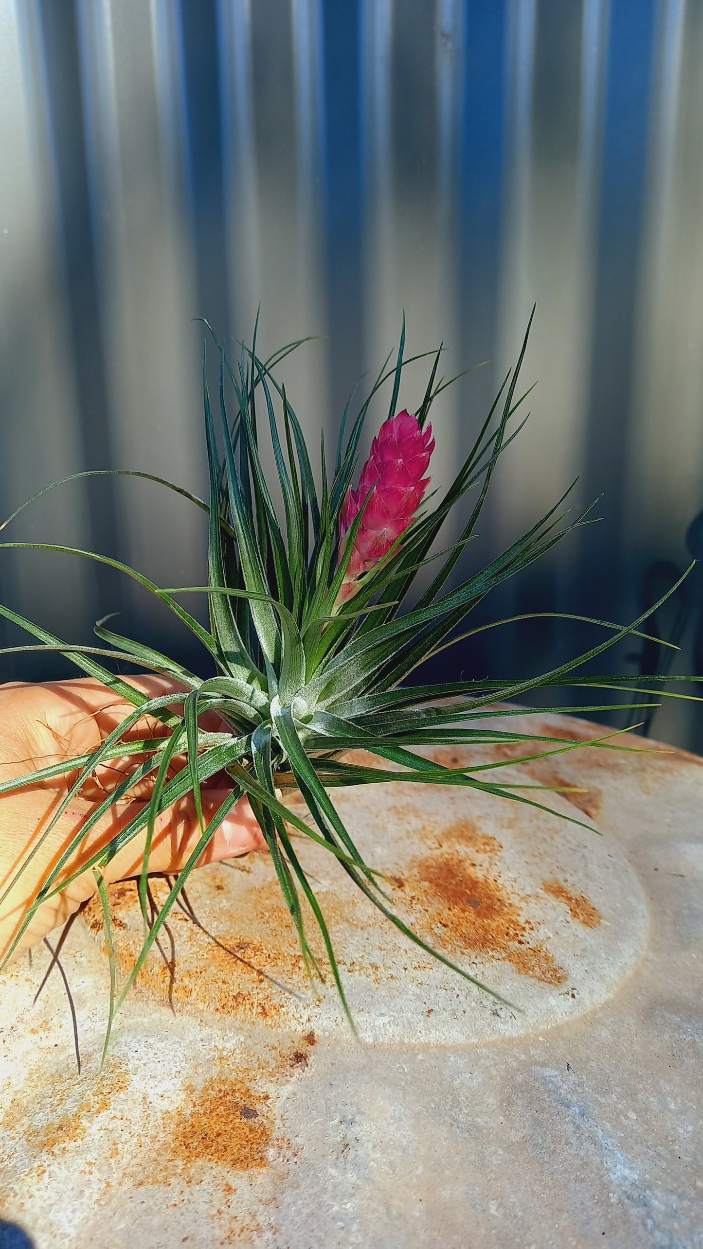 Tillandsia Medium