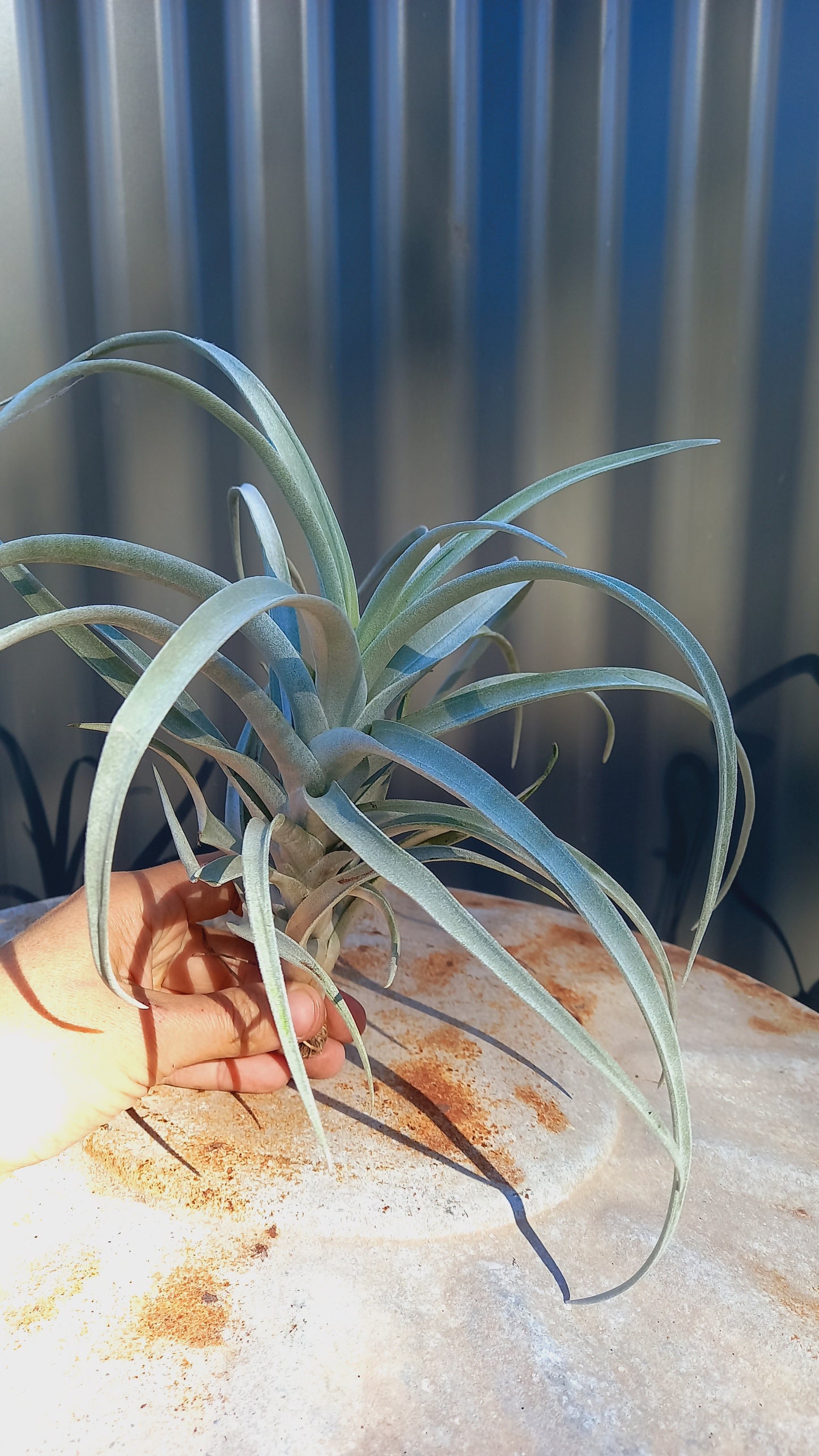 Tilandsia Large