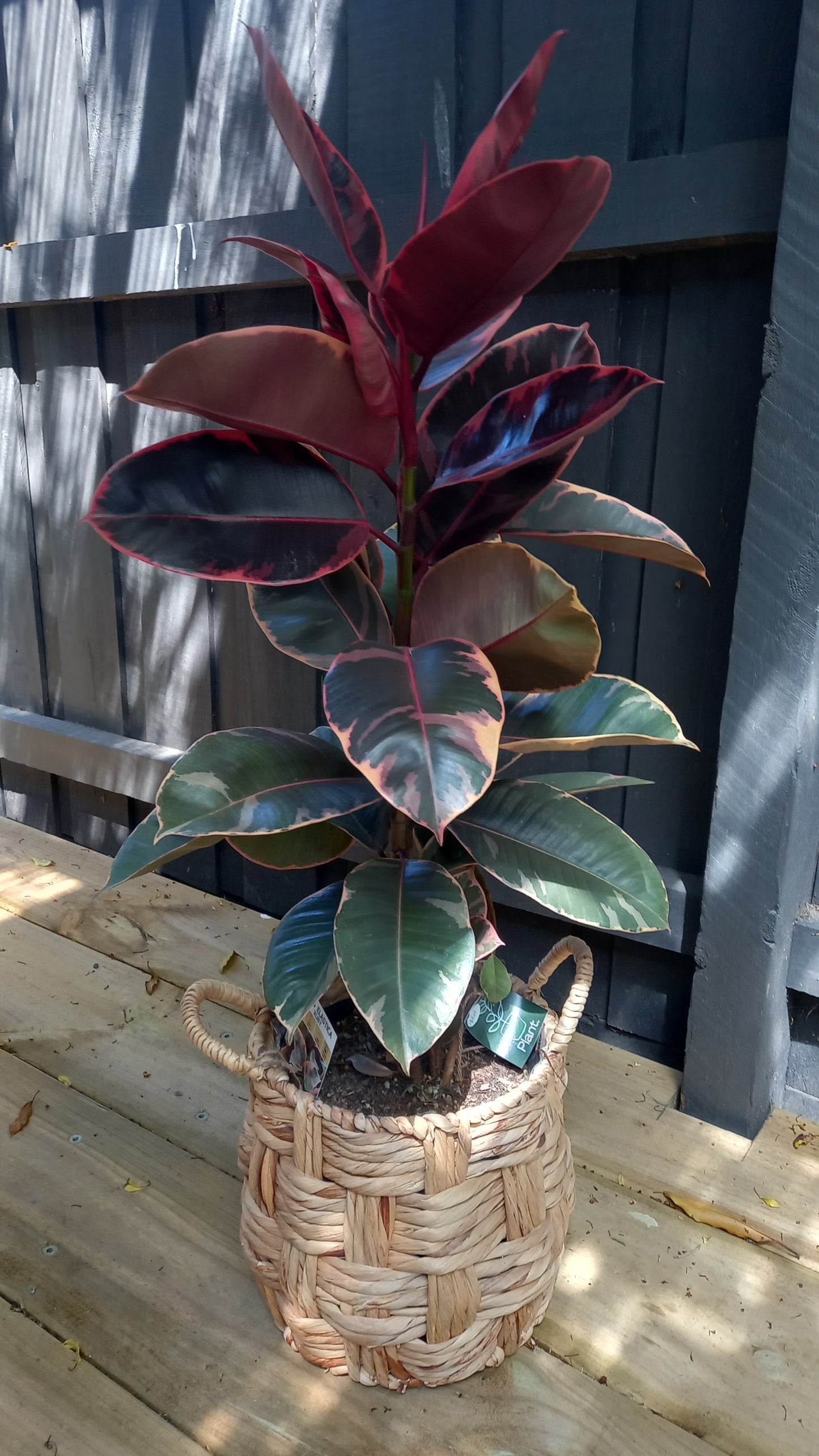 Ficus Elastica Ruby