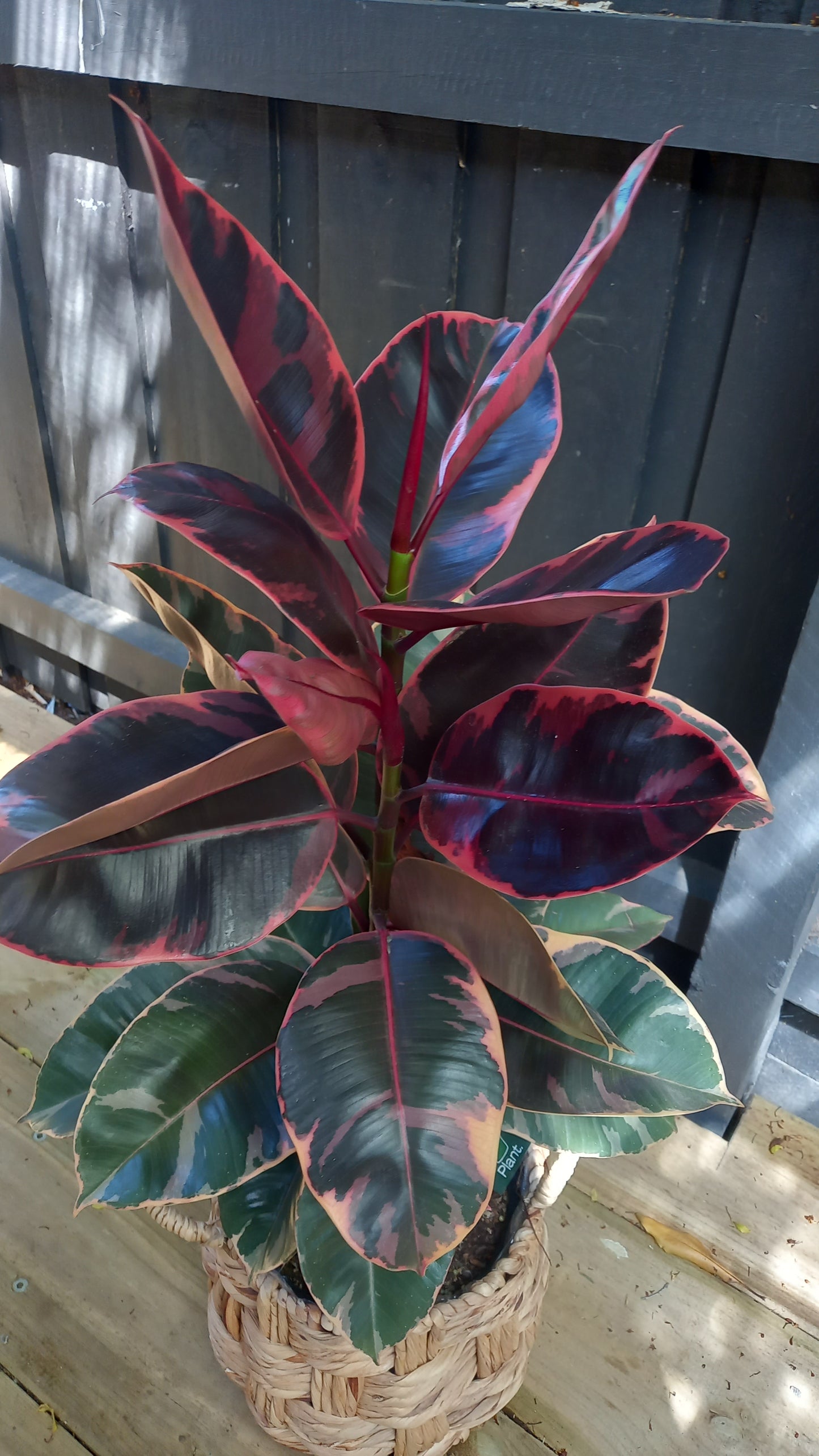 Ficus Elastica Ruby