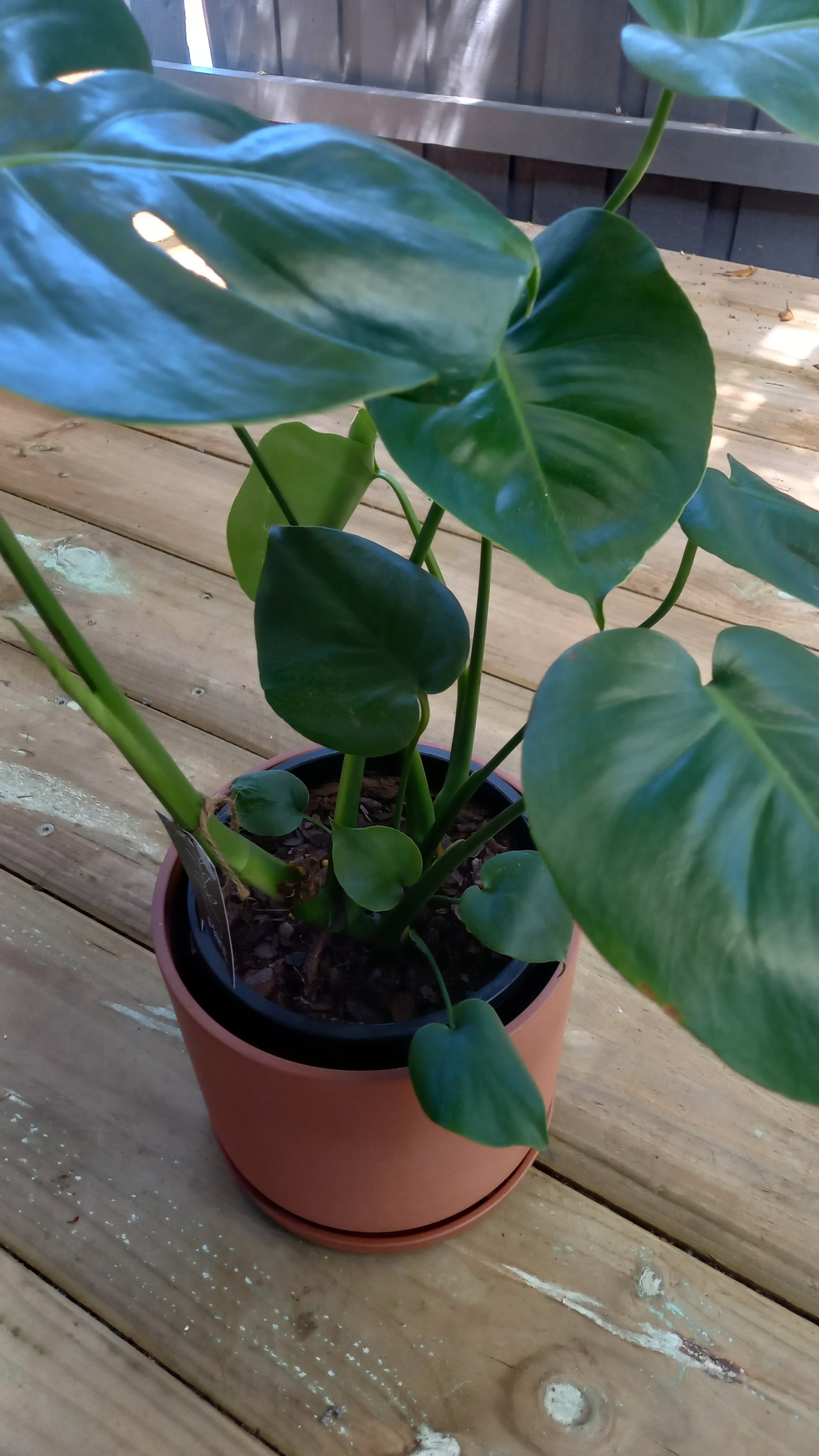 Large Monstera Deliciosa