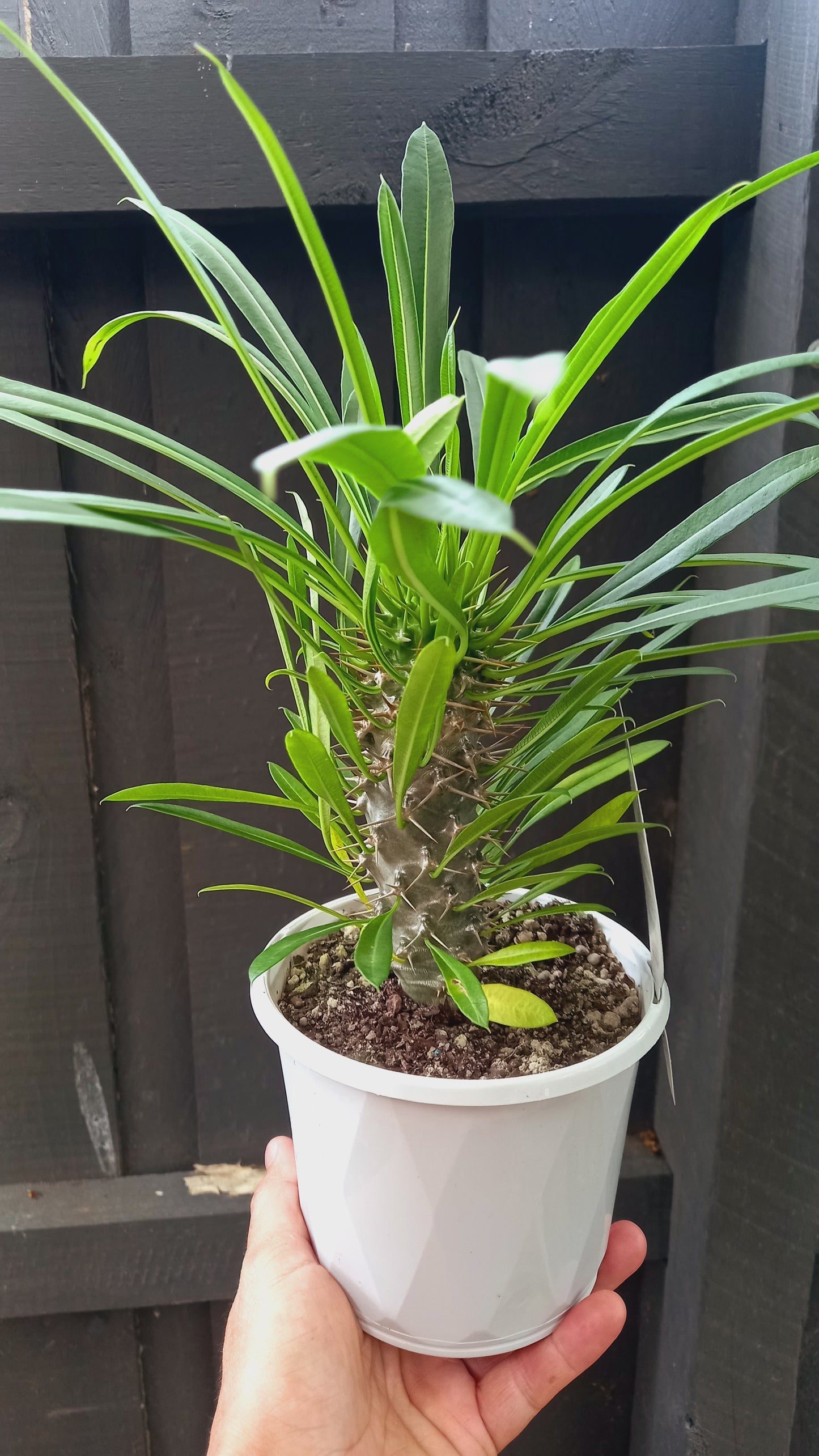 Pachypodium