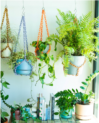 Plant Chain