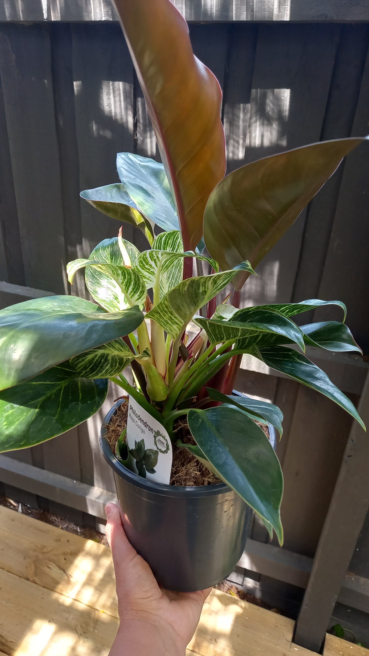Philodendron rojo Congo