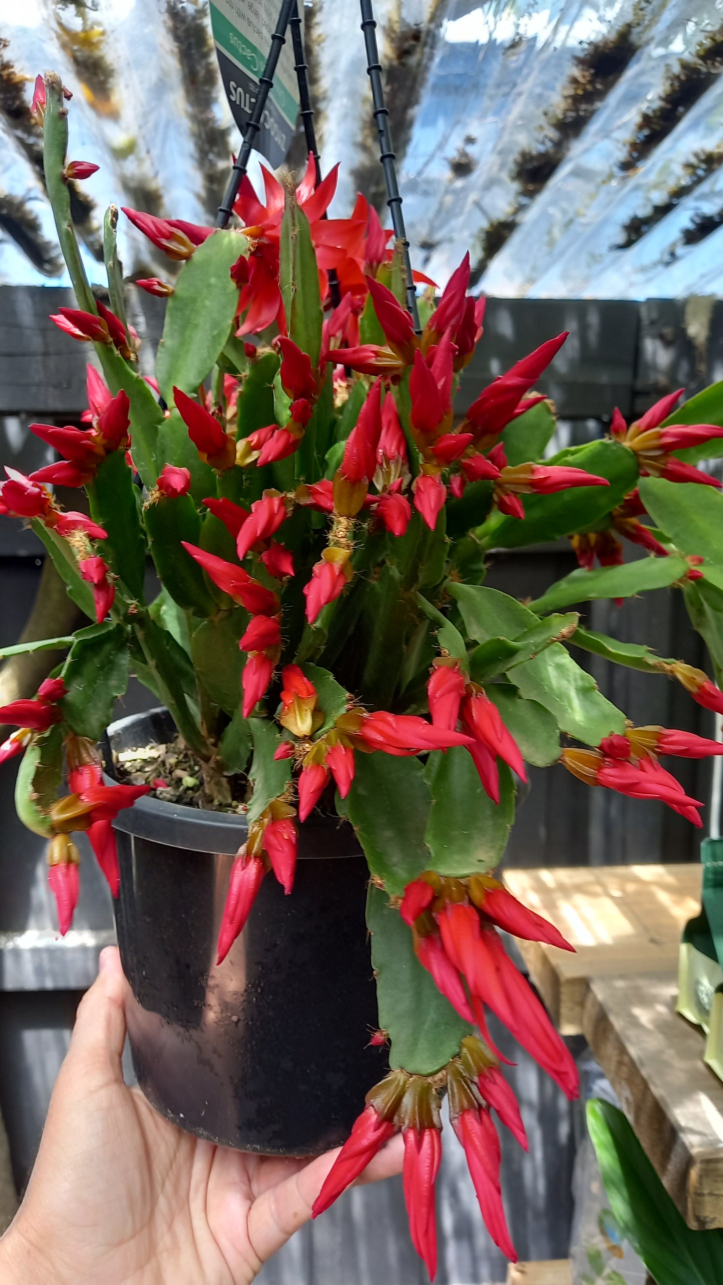 Schlumbergera/ Christmas Cactus