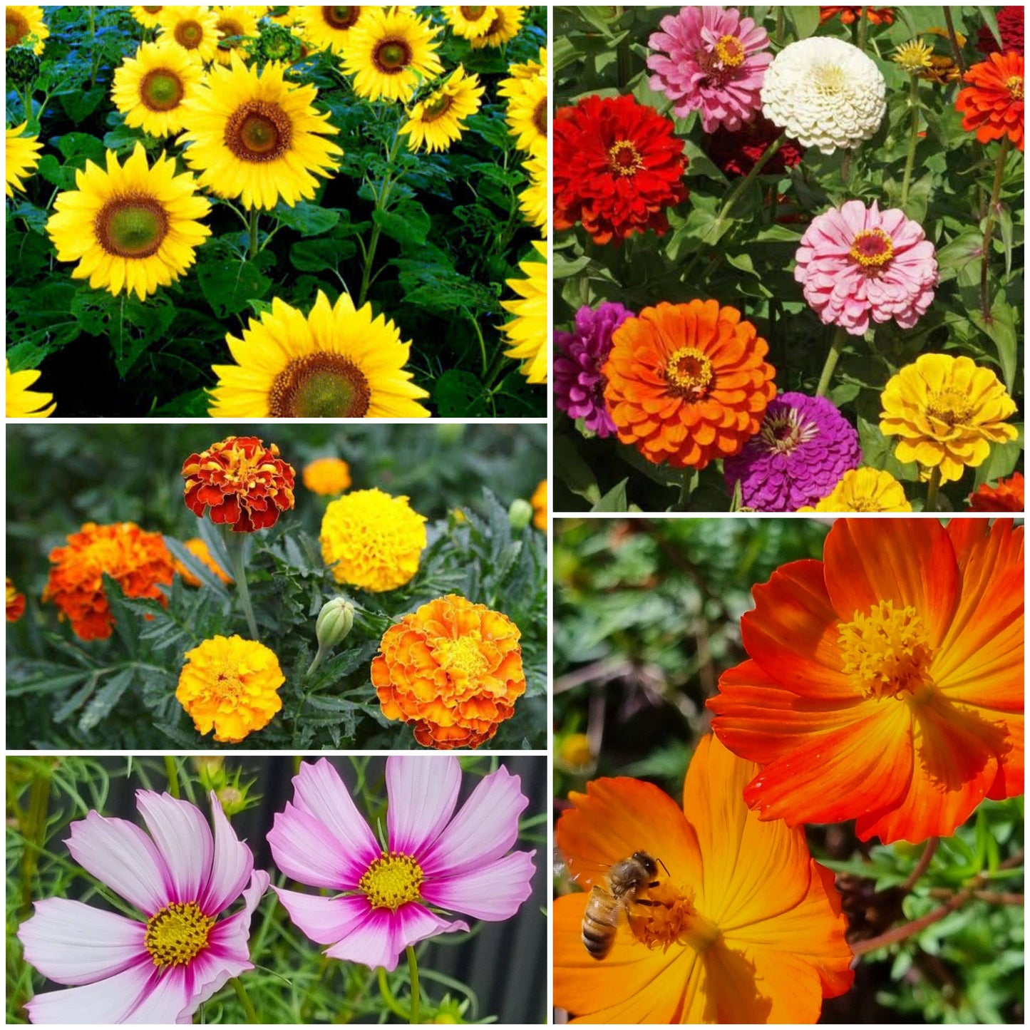 With Deepest Sympathy - Wildflowers