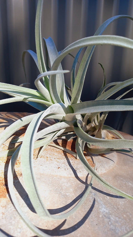 Tilandsia Large