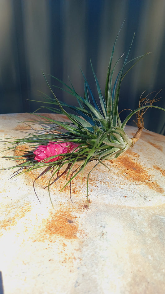 Tillandsia Medium