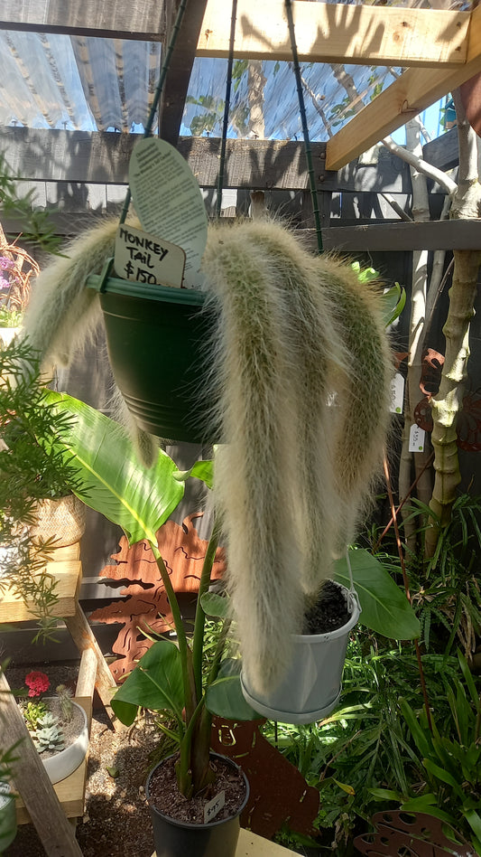 Monkey Tail