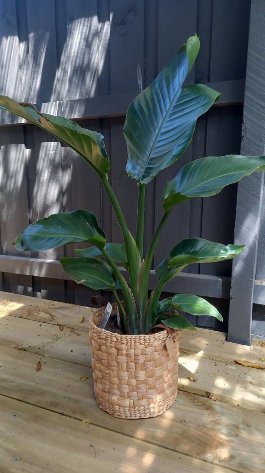 Strelitzia