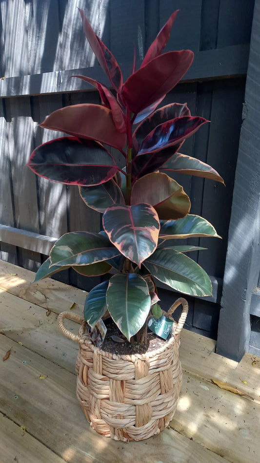 Ficus Elastica Ruby