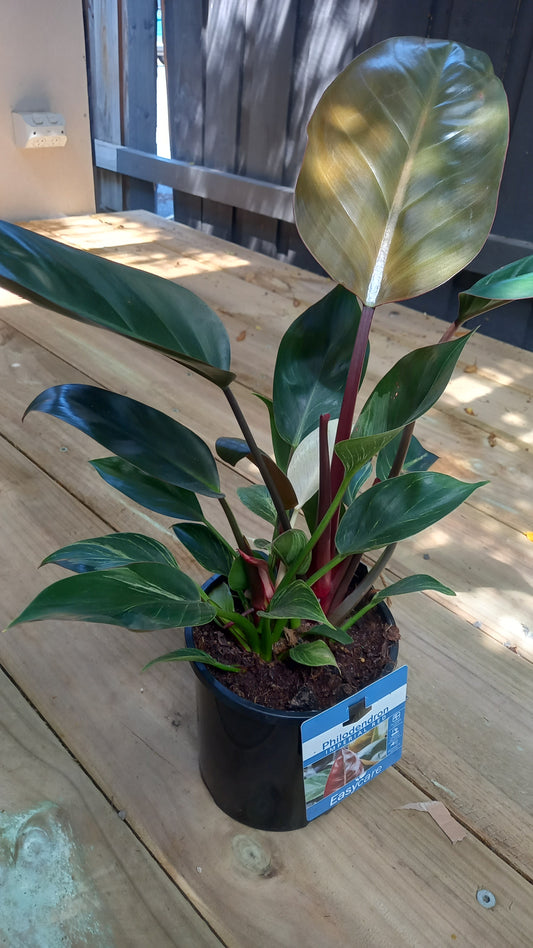 Philodendron Imperial Red