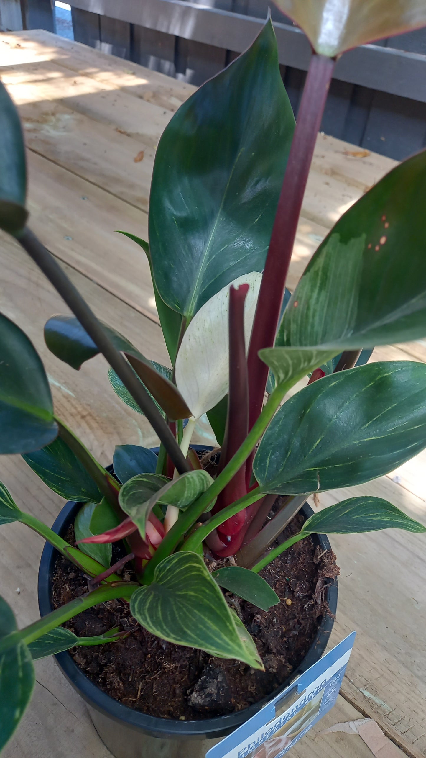Philodendron Imperial Red