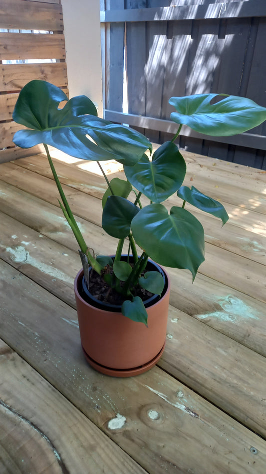 Large Monstera Deliciosa
