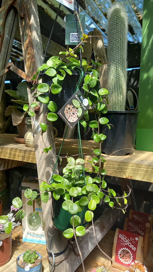 Hoya