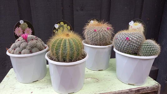 Flowering Cactus 13 cm