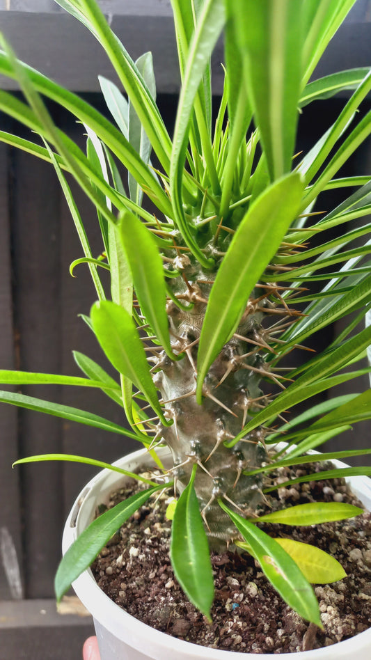 Pachypodium