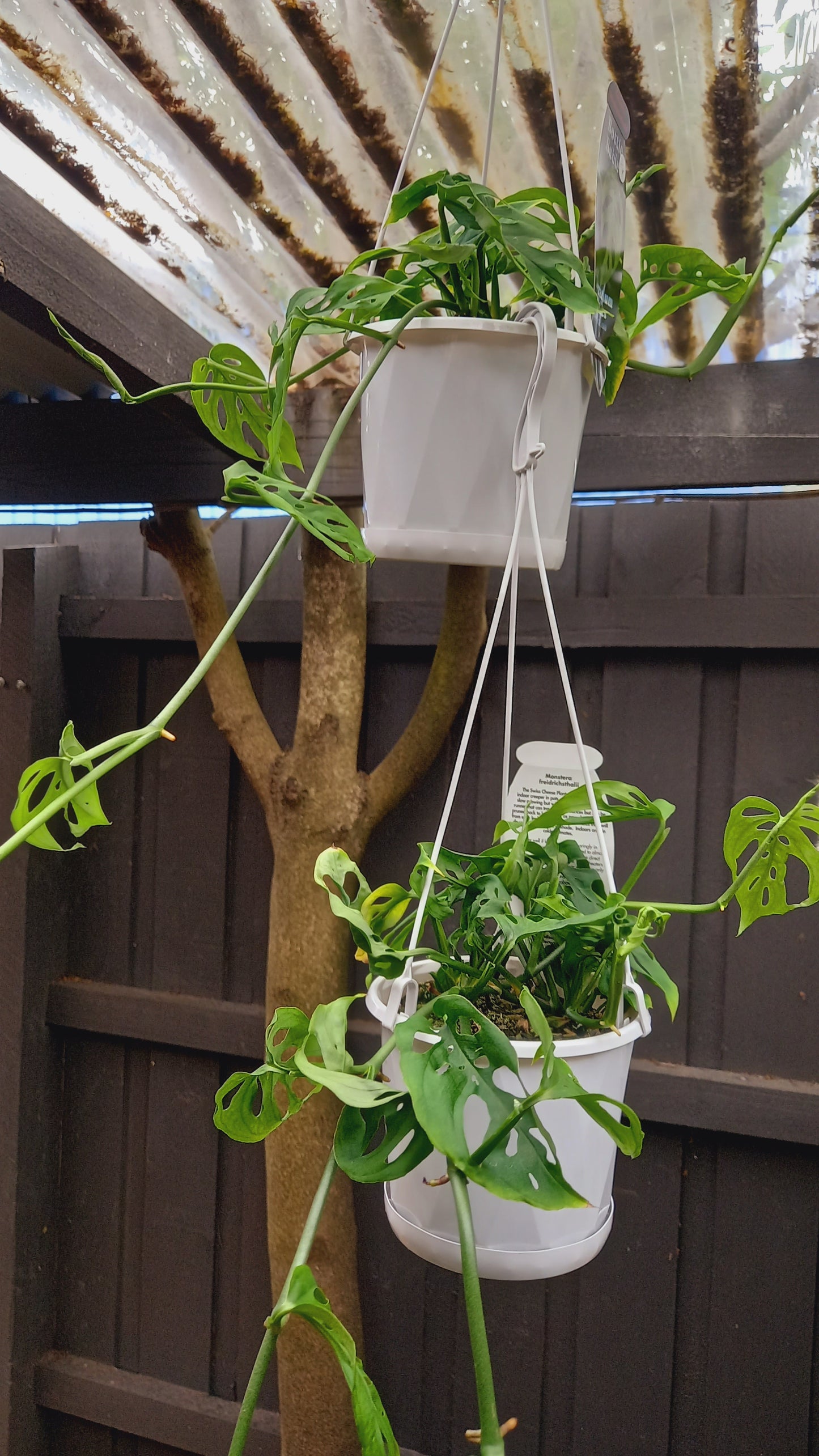 Monstera Freidrichsthalii/ Swiss Cheese