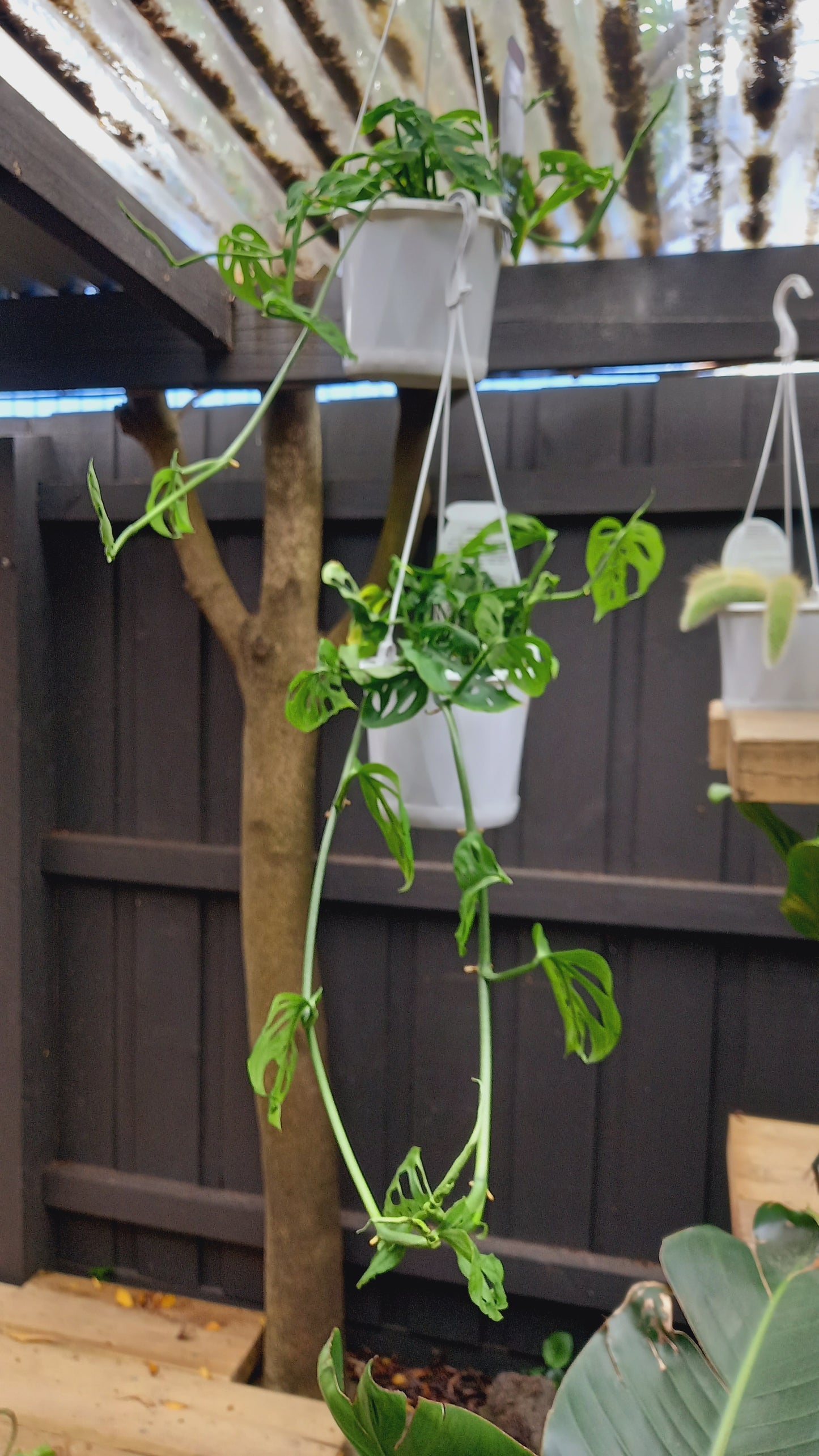 Monstera Freidrichsthalii/ Swiss Cheese