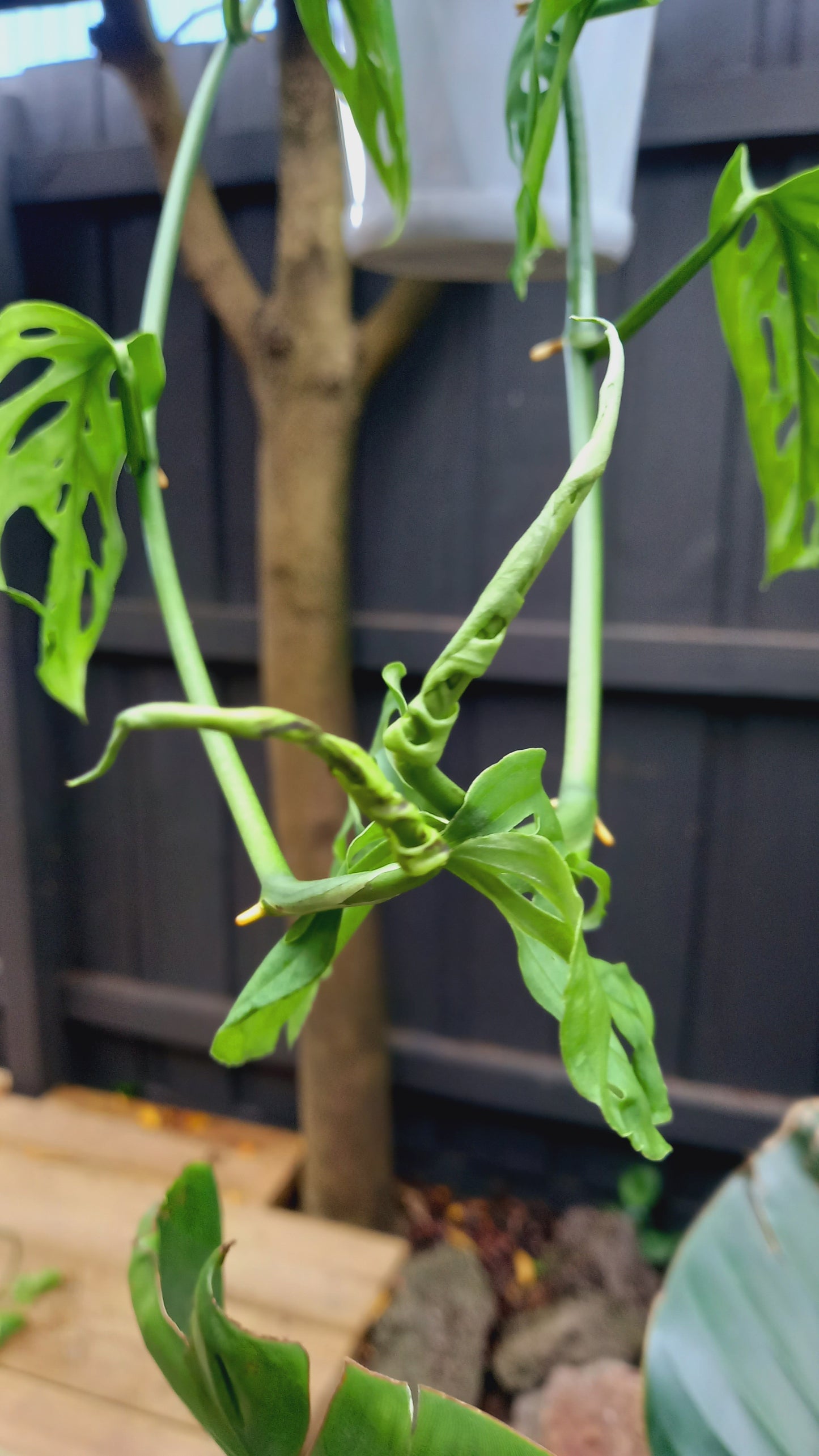 Monstera Freidrichsthalii/ Swiss Cheese