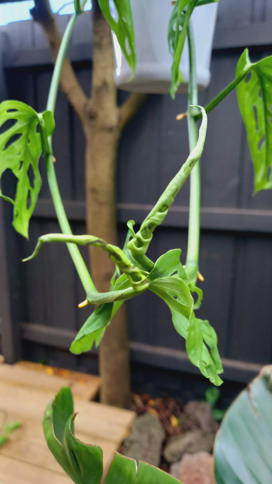 Monstera Freidrichsthalii/ Swiss Cheese