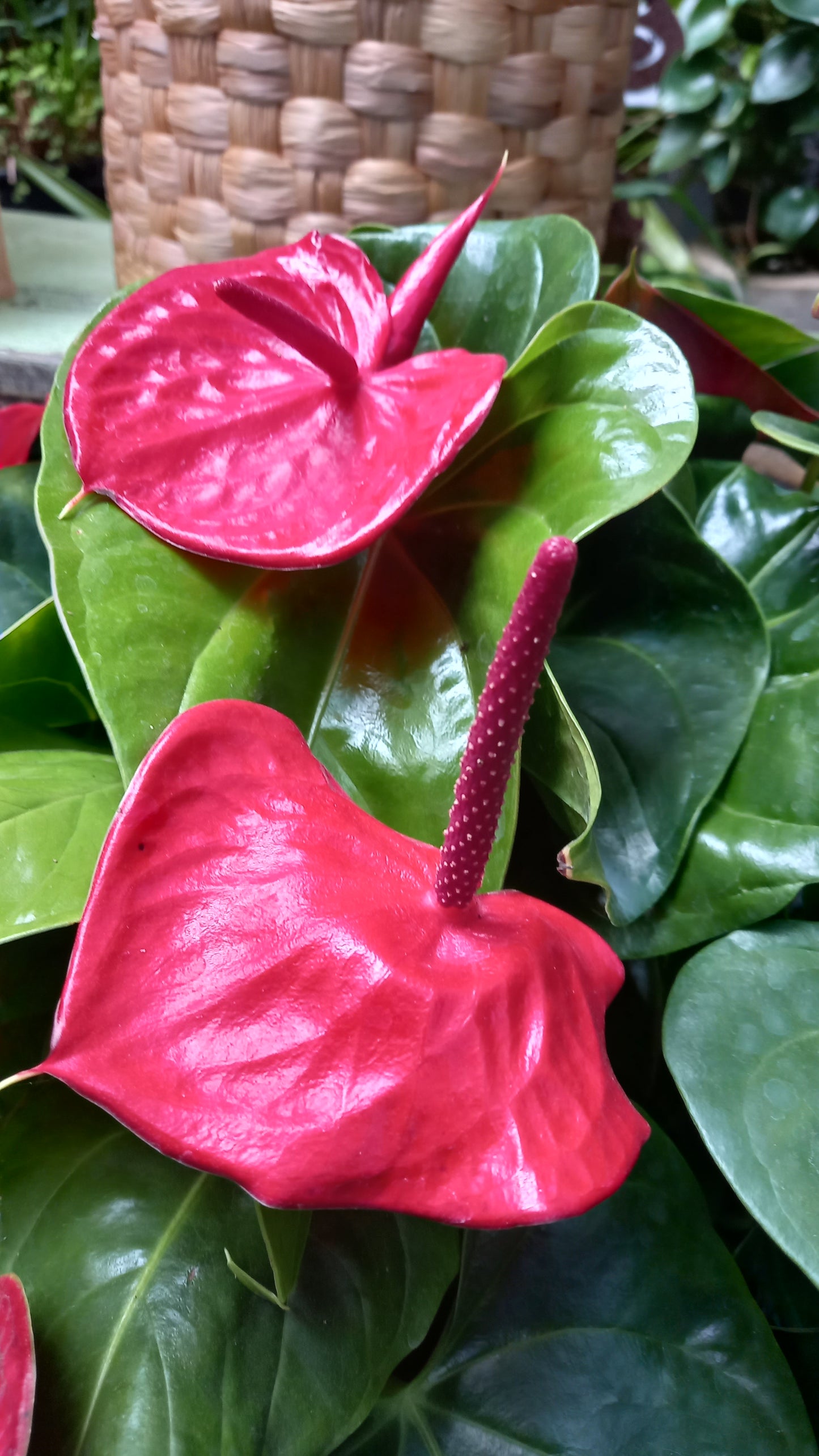Anthurium Mix