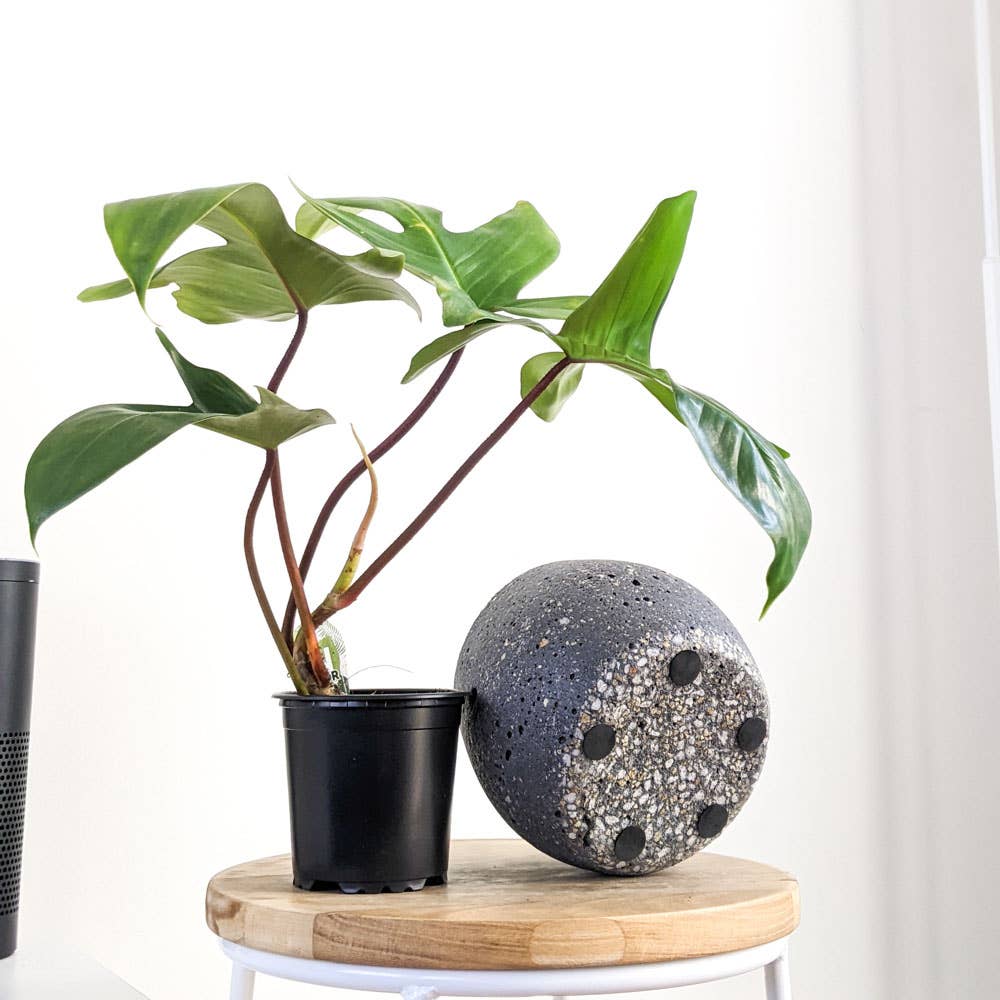 Lava Rock Koala Pot (Small)