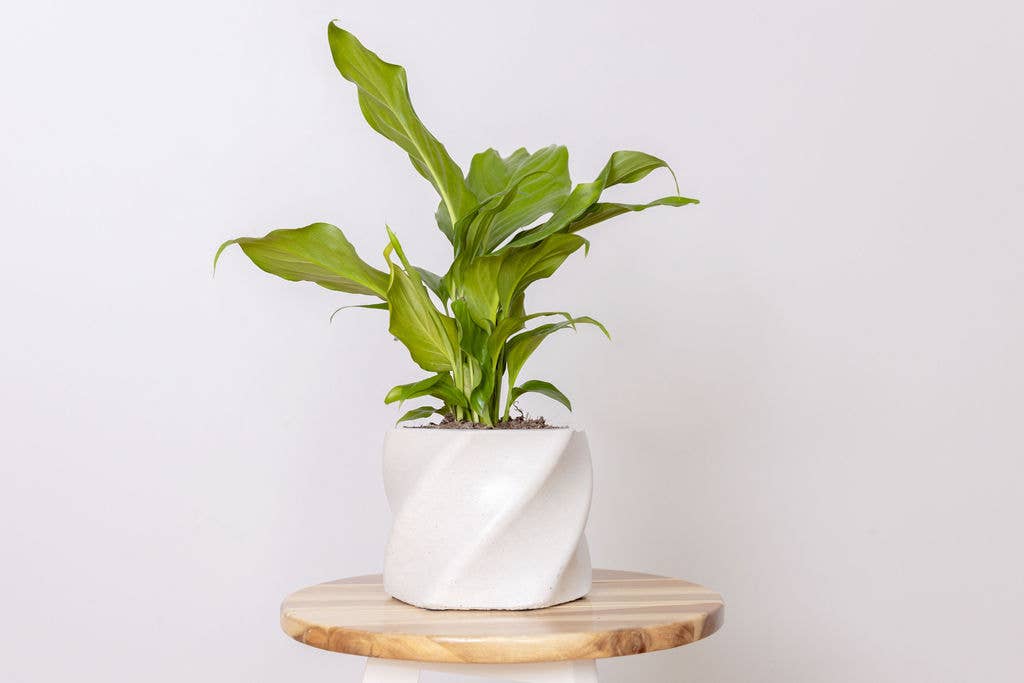Natural Swirl Pot
