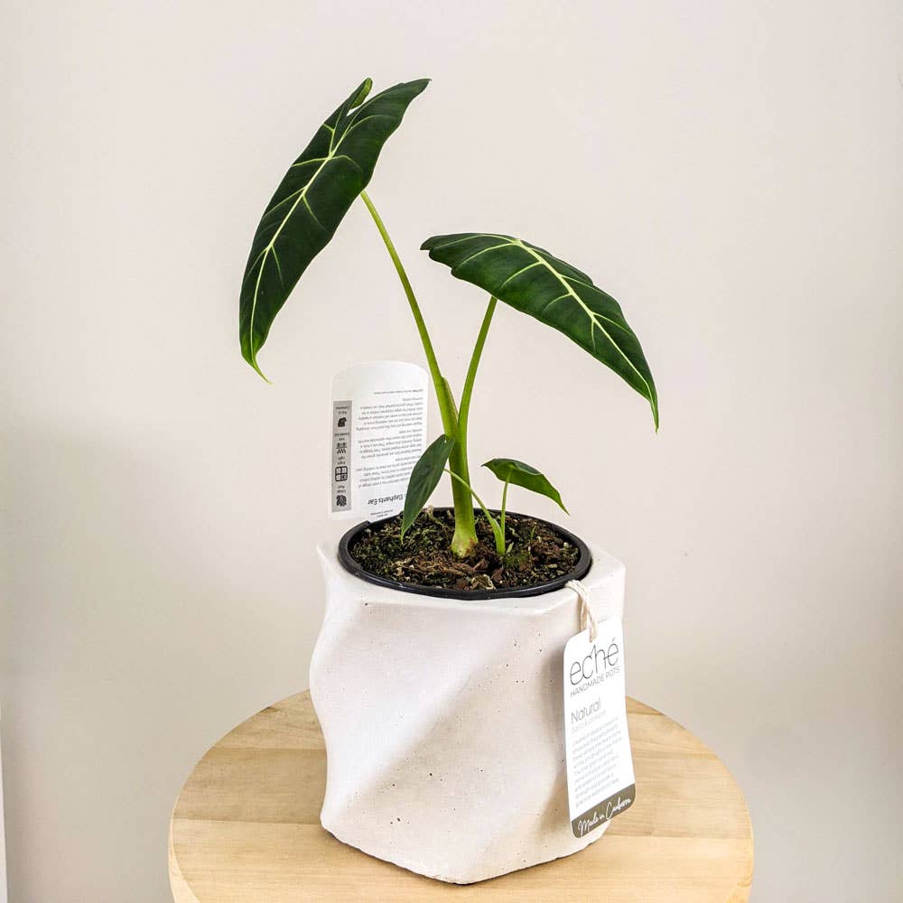Natural Swirl Pot