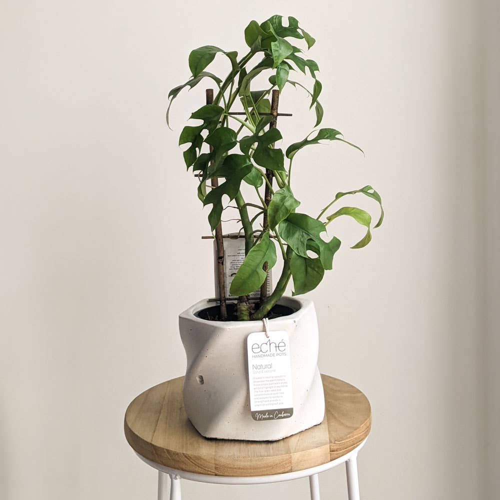Natural Swirl Pot