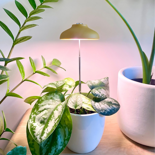 Instant Sun Grow Light