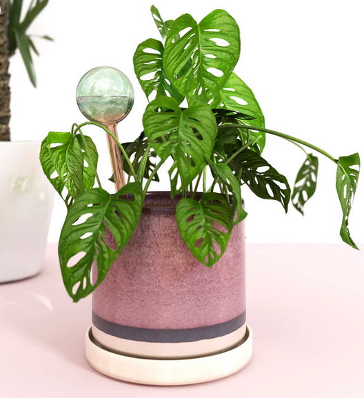 Self-Watering Plant Globes