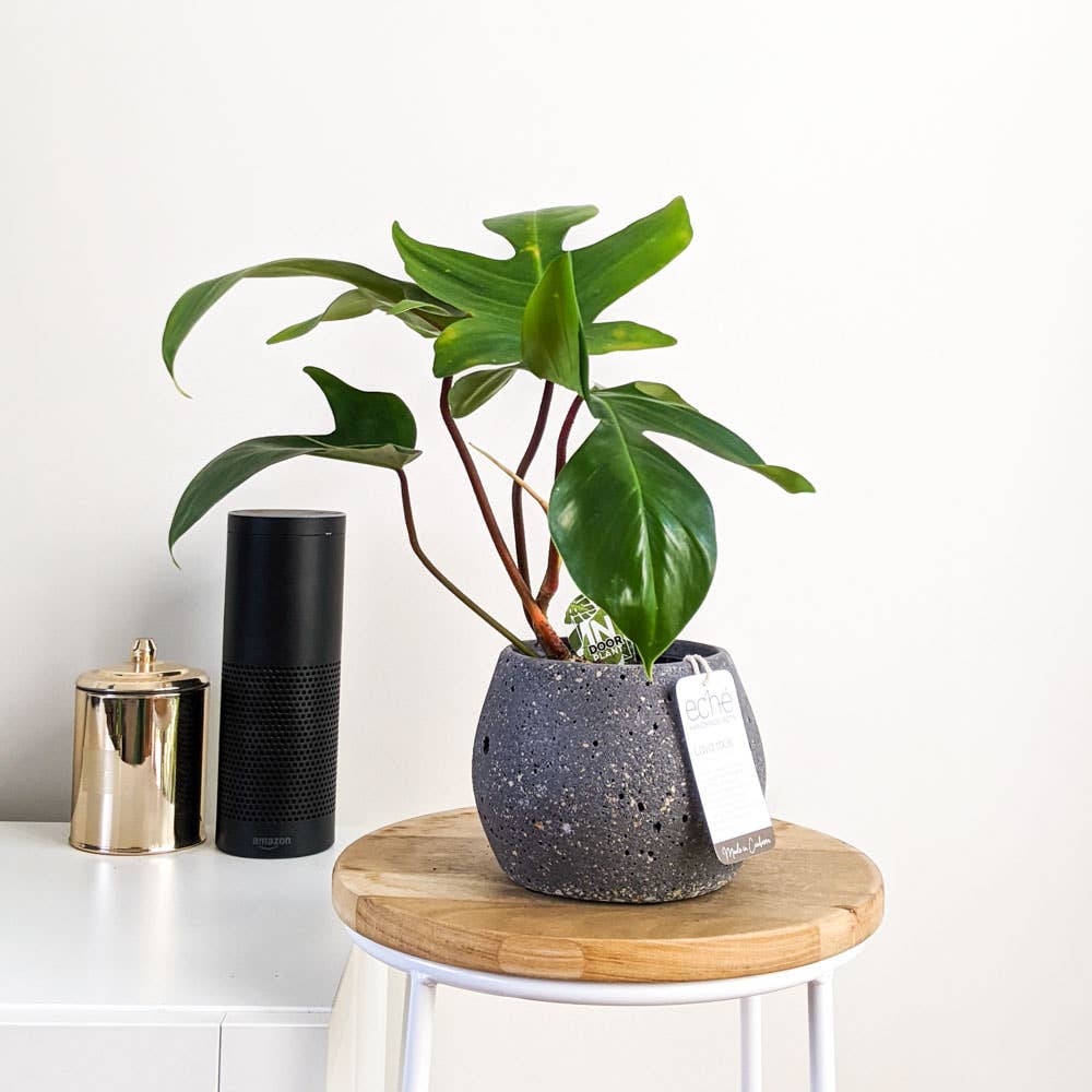 Lava Rock Koala Pot (Small)