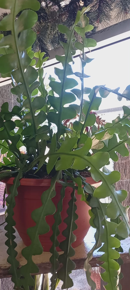 Epiphyllum Anguliger/ Fishbone Cactus