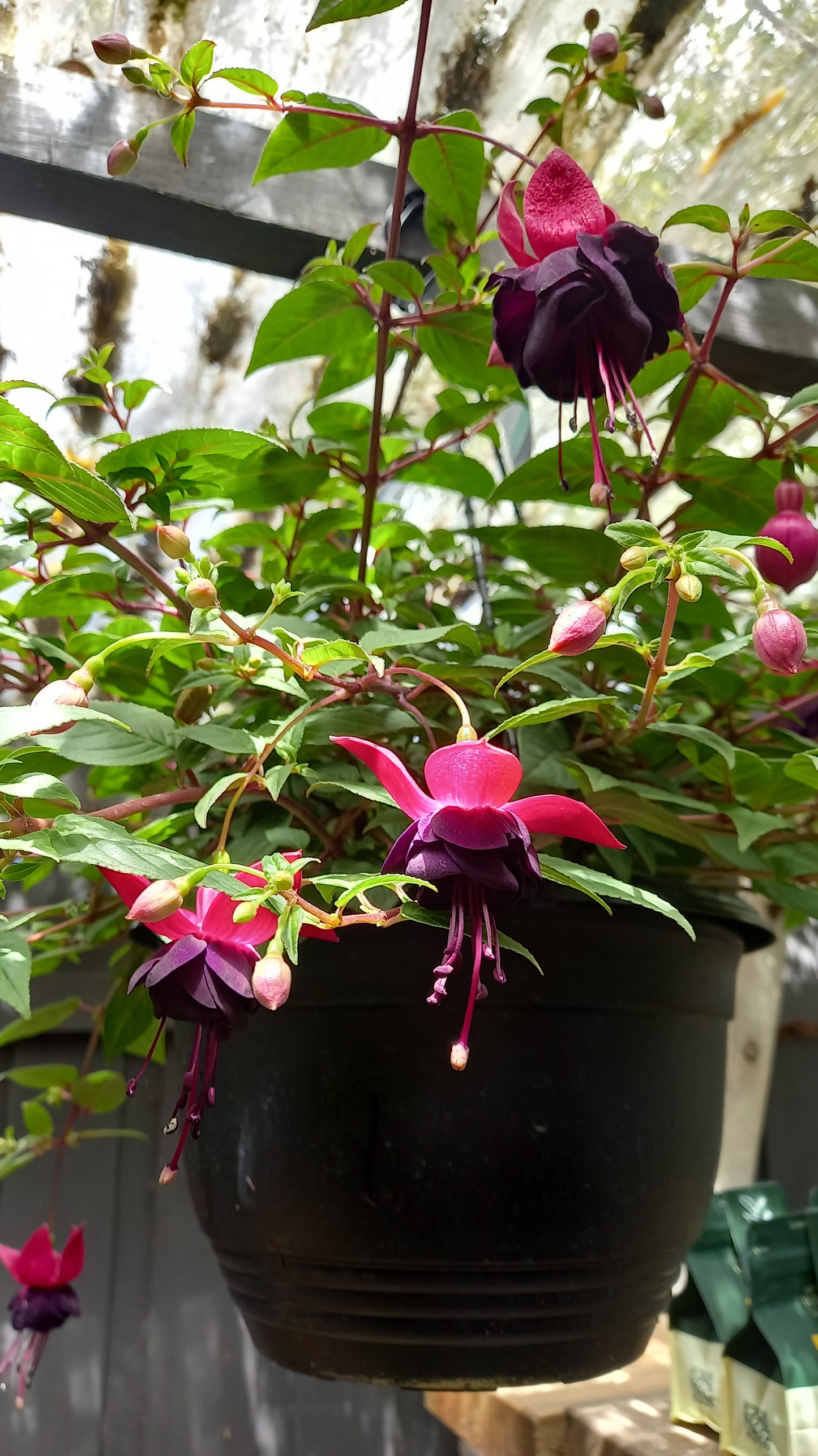 Hanging Basket Fuchsia