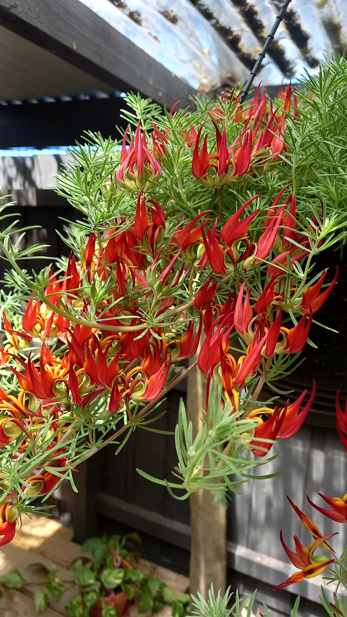 Hanging Basket Lotus Red Flash