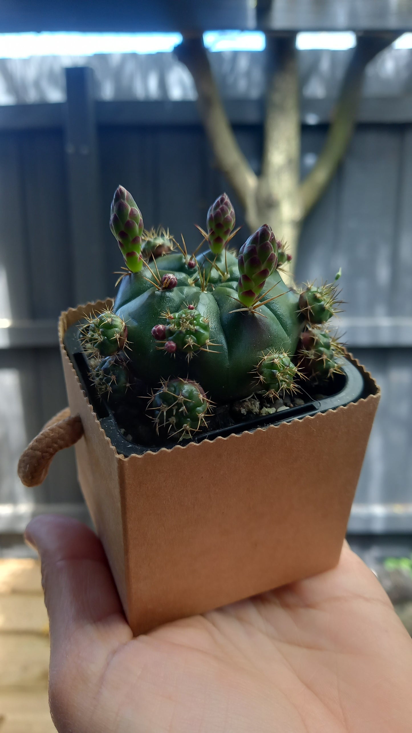 Mini cactus in take away box