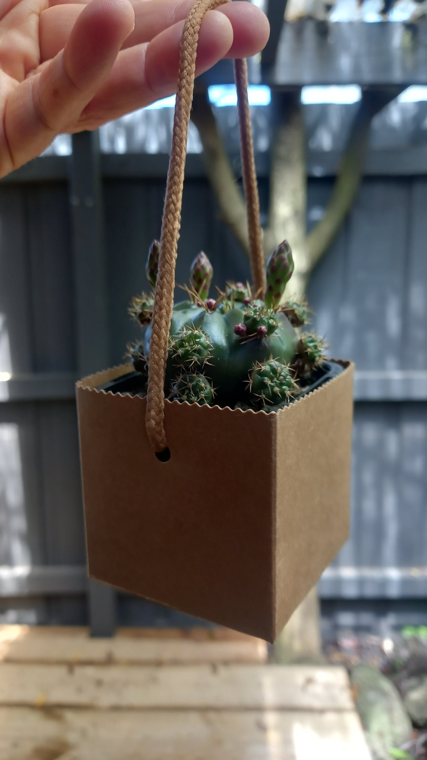 Mini cactus in take away box