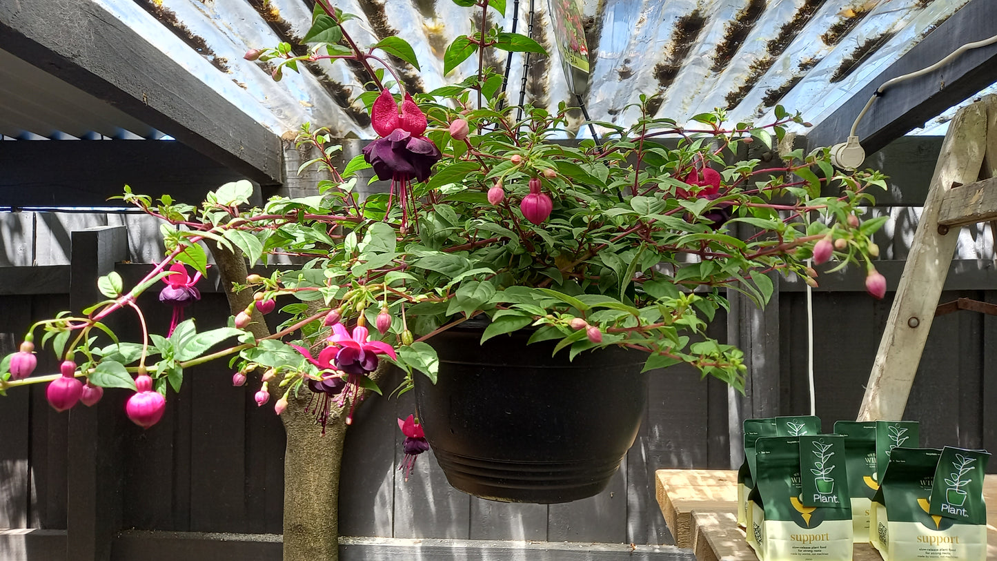 Hanging Basket Fuchsia