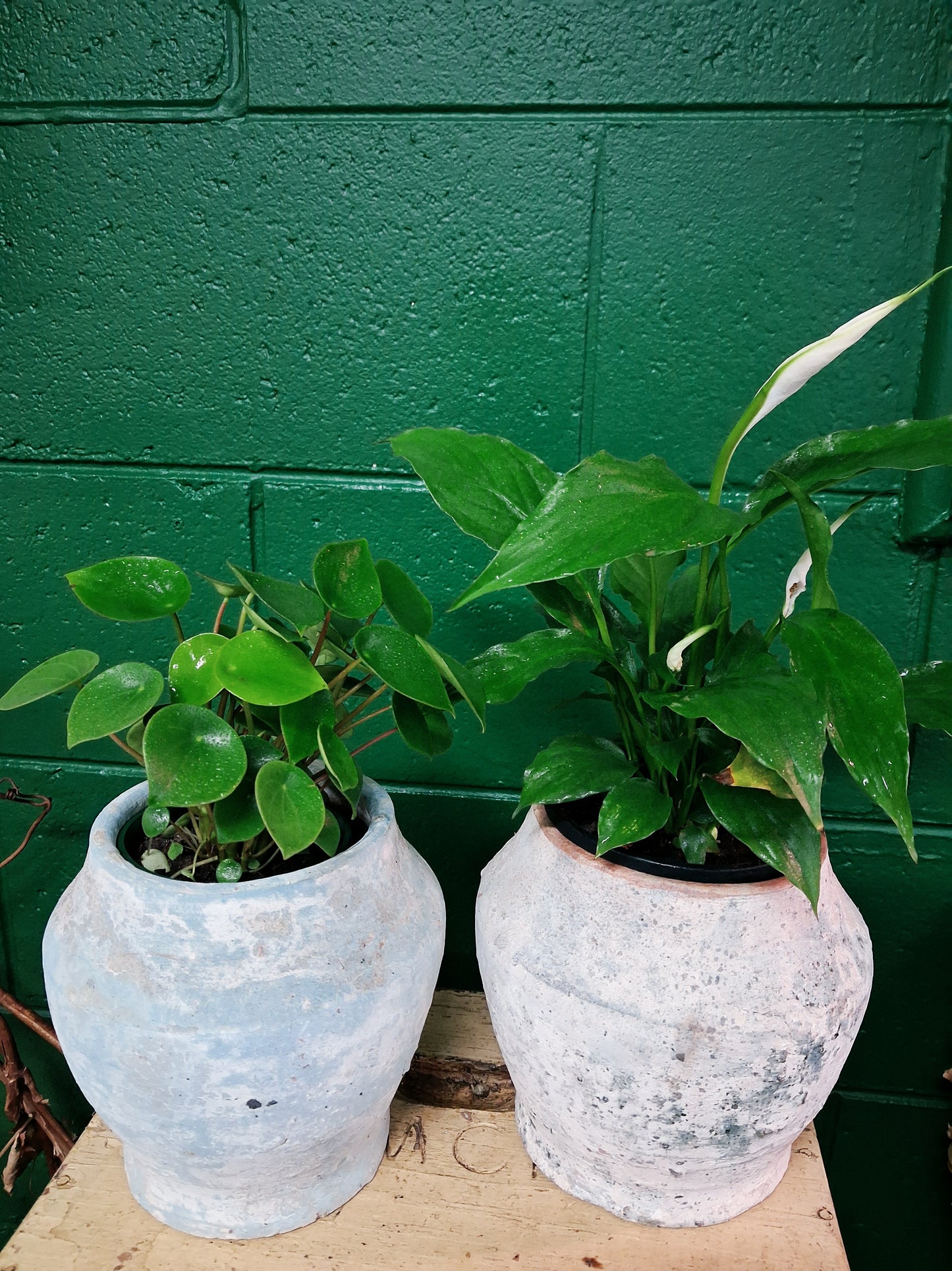 Terracotta Pot M