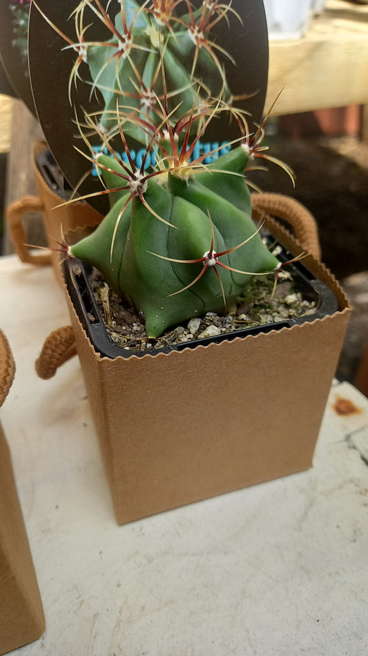 Mini cactus in take away box