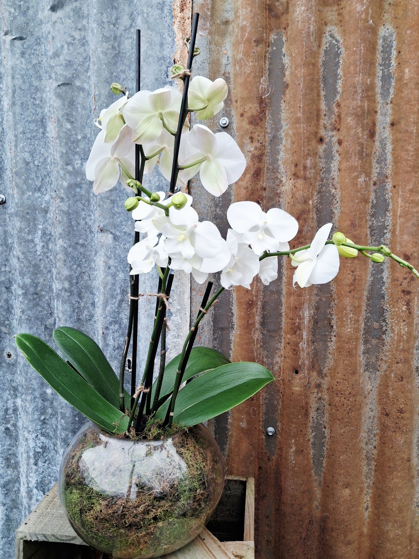 Sympathy Arrangement