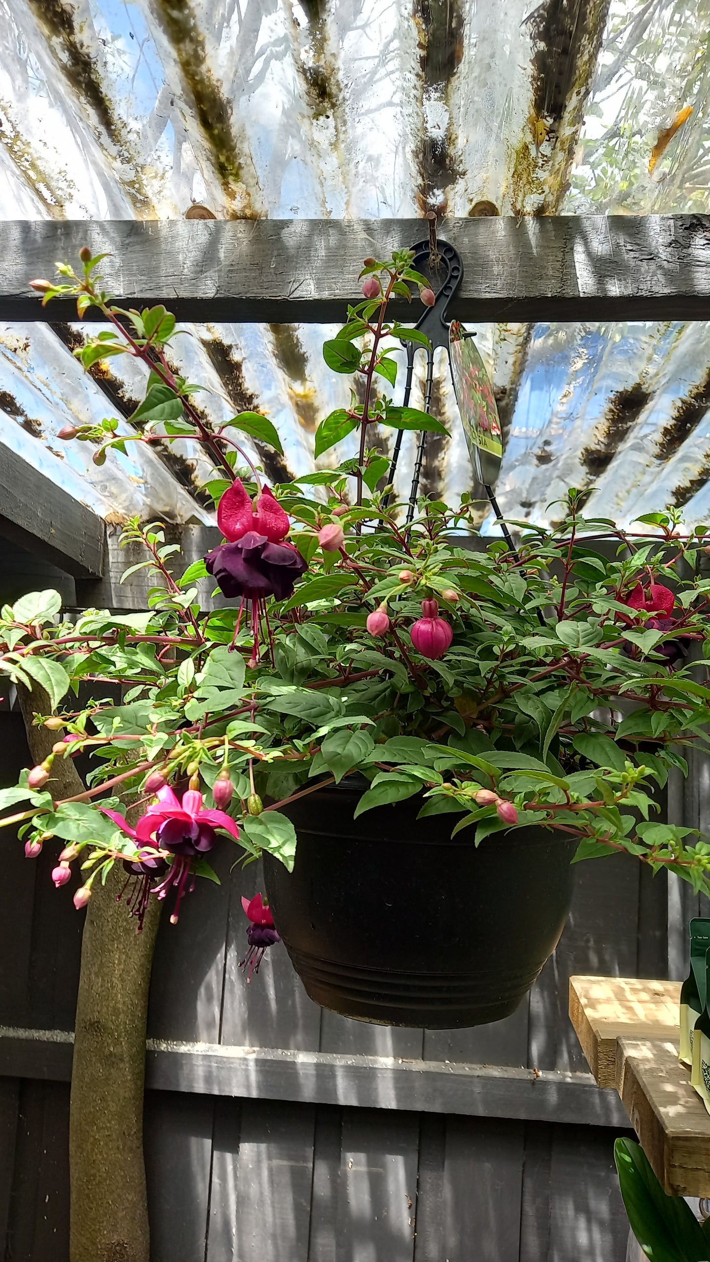 Hanging Basket Fuchsia