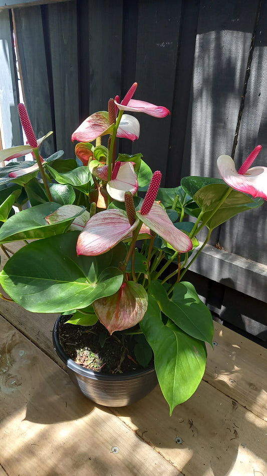 Anthurium Bowl