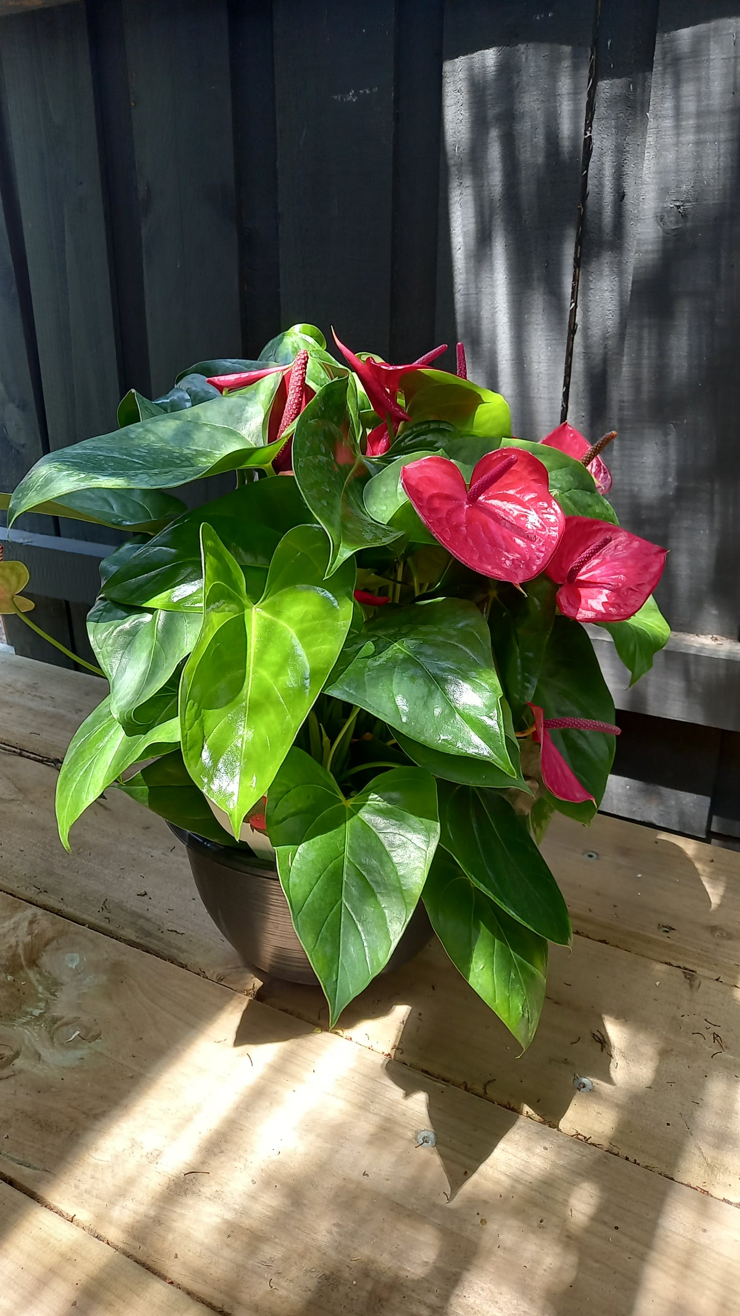 Anthurium Bowl