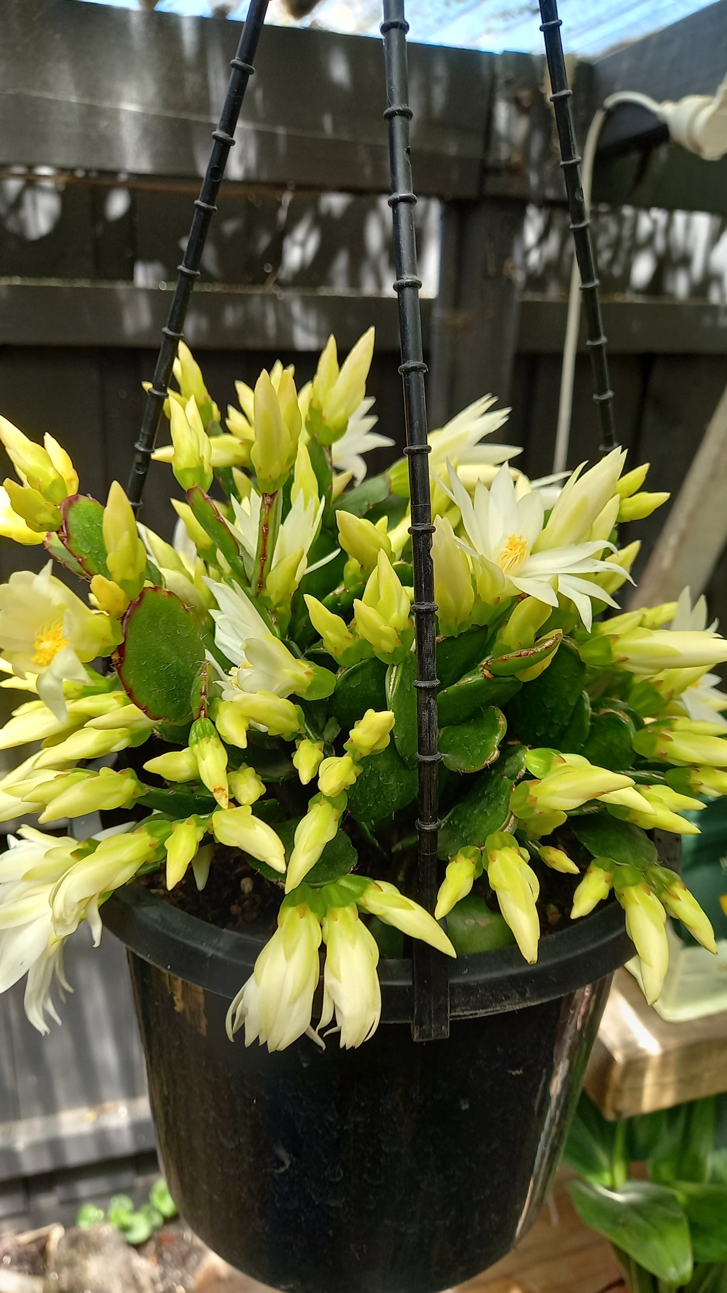 Schlumbergera/ Christmas Cactus