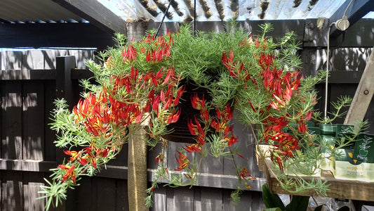 Hanging Basket Lotus Red Flash