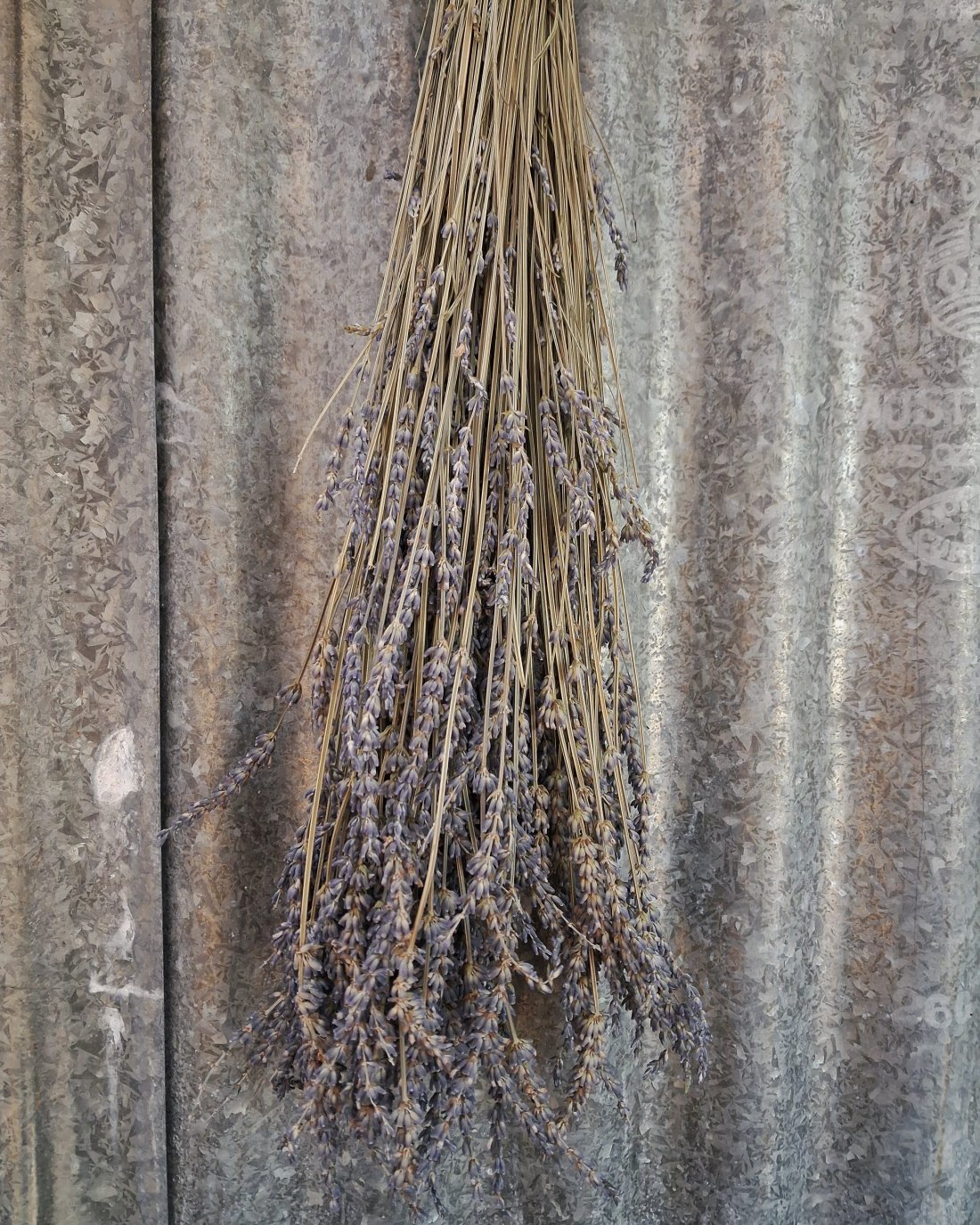 Everlasting Lavender